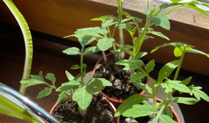 Tomaten züchten