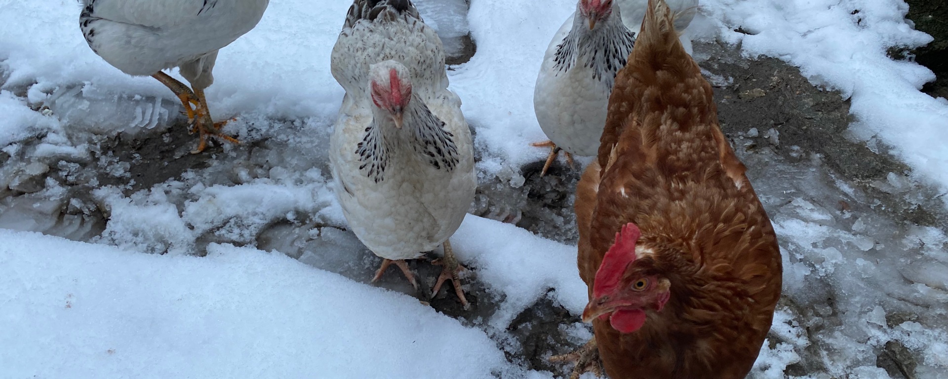 Hühner draussen im Schnee, Hühnergehege sollte überdacht sein