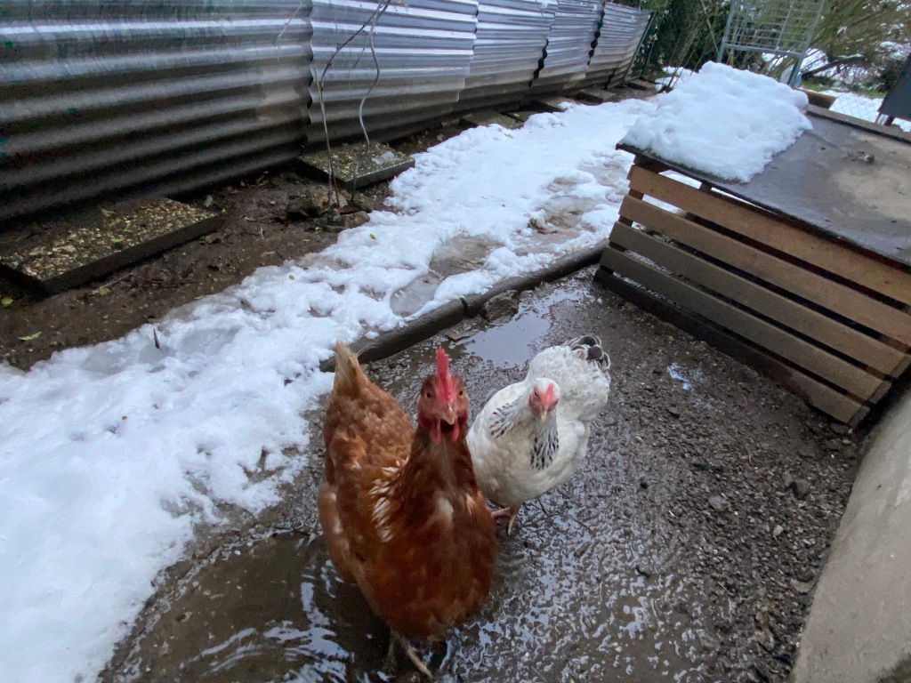 Legehybrid Huhn in einer Pfütze, Hühnerstall im Schnee 